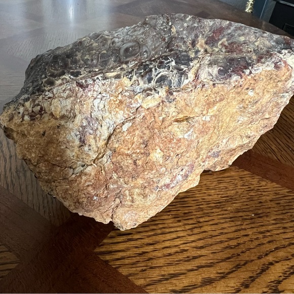 Rare Petrified Palm Root Fossil Stone California Home Decor Display Rock - Picture 7 of 15